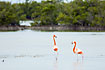 Greater Flamingos in the mangrove