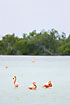 Greater Flamingos in the mangroves