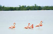 Flamingos in the mangrove