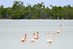 Adult and juvenile flamingos