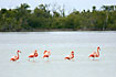 Photo ofGreater Flamingo (Phoenicopterus ruber ruber). Photographer: 