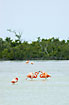 Foto af Stor Flamingo/Caraibisk Flamingo (Phoenicopterus ruber ruber). Fotograf: 