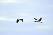 Flying Wood Storks