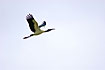 Flying Wood Stork