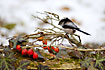 Long-tailed Tit among berry and snow