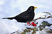 Blackbird in the white snow