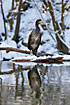 Great Cormorants seeking the rivers in midwinter