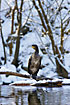 Great Cormorants seeking the rivers in midwinter