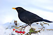 Blackbird in the white snow