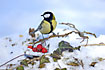 Great Tit in the snow