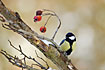 Great Tit and berries
