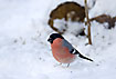 Red Bullfinch male in the white snow