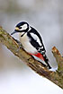 Great Spotted Woodpecker in snowlandscape