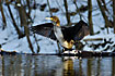 Cormorant drying the wings on the riverside
