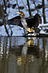 Cormorant drying its wings at the riverside