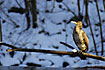 Cormorant in winter light at the riverside