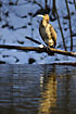 Cormorant mirroring in the river in the winter cold