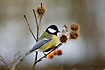 Great Tit on twig with berries