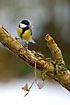 Great Tit with food in the bill and poisy ivy leaves
