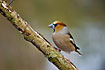 Hawfinch on lichen covered log