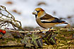 Hawfinch and poison ivy leaves
