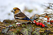 Hawfinch in snowlandscape with berries and poison ivy leaves