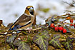 Hawfinch and poison ivy leaves and berries
