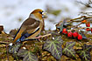 Hawfinch with sunflower seed in the bill