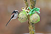 Photo ofLong-tailed Tit (Aegithalos caudatus). Photographer: 
