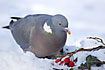 Wood Pigeon in the snow