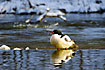 Goosander with its mirror image