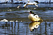 Goosander and its mirror image in the snowencircled river