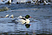 Goosander and its mirror image in the snowencircled river
