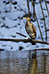 Great Cormorant in the afternoon sun