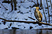 Great Cormorant at the snowencircled river