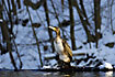Cormorant at the snowencircled river