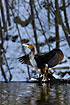 Cormorant drieng its wings at the snowencircled river