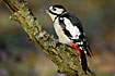 Male Great Spotted Woodpecker on lichencovered log
