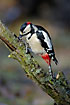 Action shot of a woodpecker with motion in the bill and head