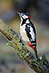 Woodpecker male with the caracteristic neck spot