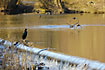Cormorant and flying mallards in morning light