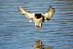 Mallard about to land on the water