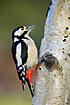 Woodpecker with sticky tongue