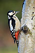 Woodpecker on birch log