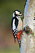 Woodpecker looking for food in birch log