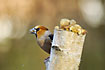 Hawfinch behind birch log