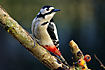 Great Spotted Woodpecker listening with attention
