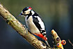 Woodpecker - male looking for food