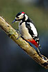 Great Spotted Woodpecker looking for food