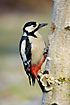 Woodpecker on funguscovered birch log
